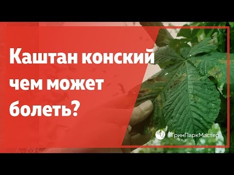 Каштан конский, чем может болеть?