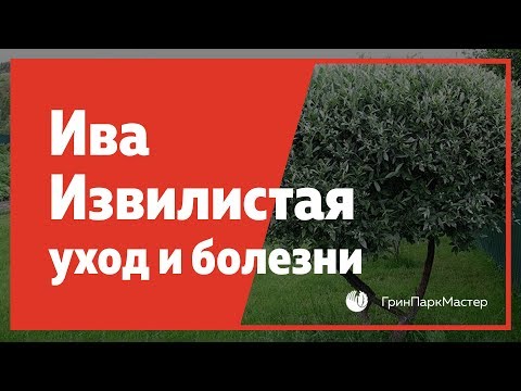 Ива извилистая, уход и возможные болезни. Где купить Иву?
